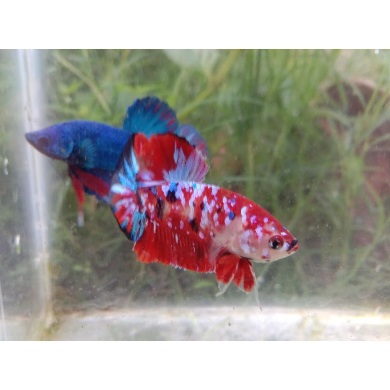 

IKAN CUPANG ORANGE BASE