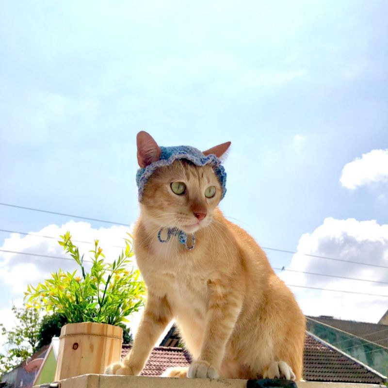 Topi Kucing /Topi Rajut Hewan Peliharaan /Crochet Hat For Cat by Sefhitaro Crochet