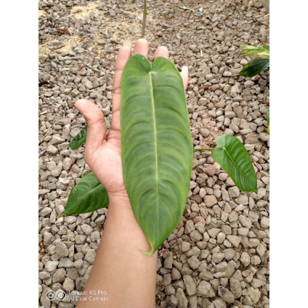 Philodendron Sharoniae