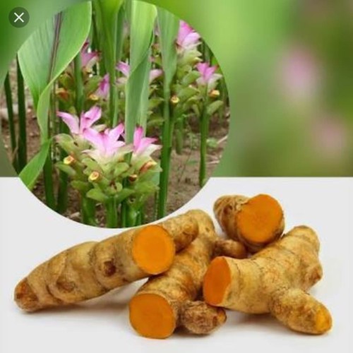 

Temulawak rempah-rempah