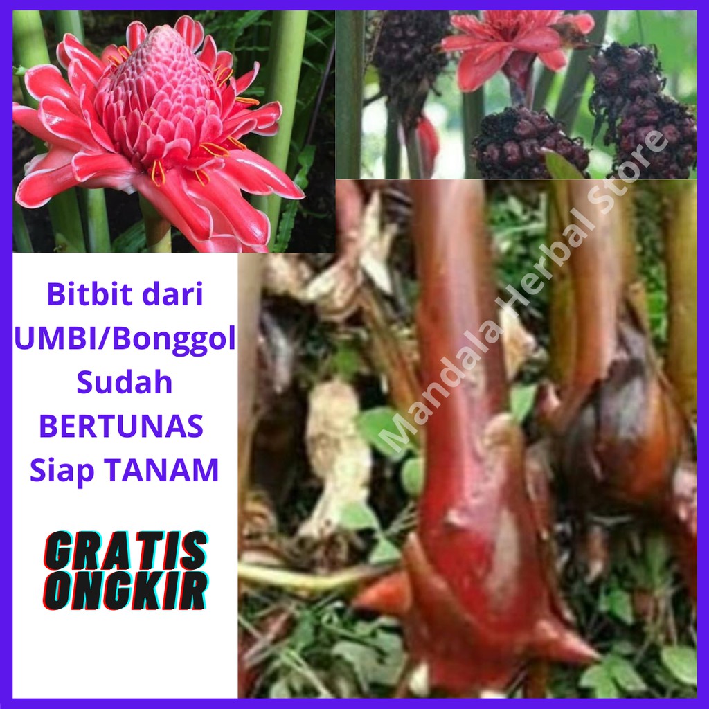 Bibit Kecombrang MERAH - Bibit Kecombrang HONJE - Kecombrang Merah Laka Siap Tanam