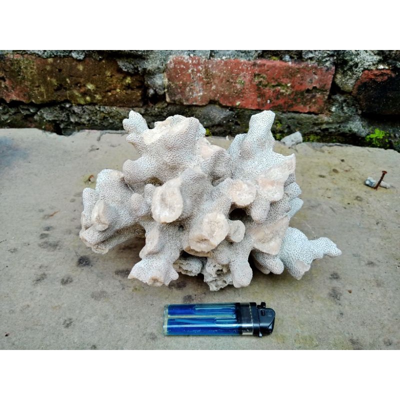 Batu karang trumbu karang AQUARIUM AQUASCAPE