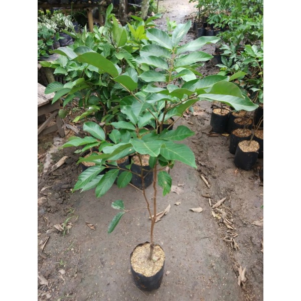 bibit rambutan unggul