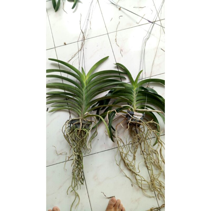 

Paket Vanda Ramadhan