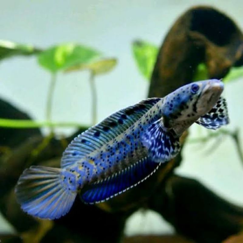 

ikan chana blue pulcra 4 5 6 cm gondrong