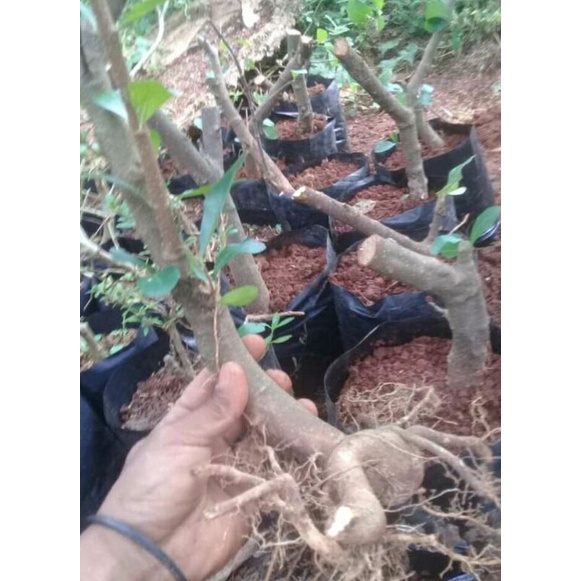 bonsai sianci (bahan)