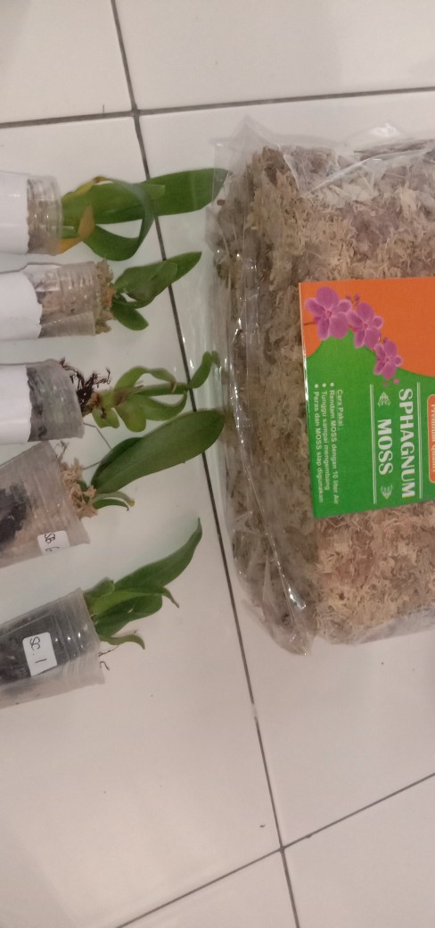 Bibit Anggrek Dendro - Dendrobium Seedling Hybrid