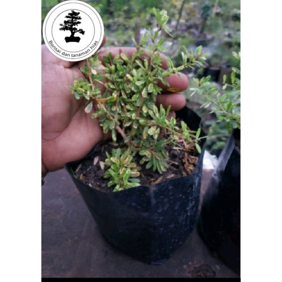 Bahan Bonsai Saeng Simbur Mikro Varigata