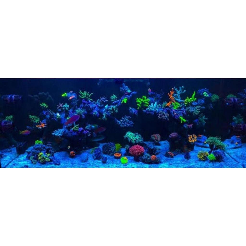 Lampu Aquarium 60cm WARNA BIRU / Lampu celup / Lampu led aquarium / Lampu akuarium / Dekorasi akuarium / model t4