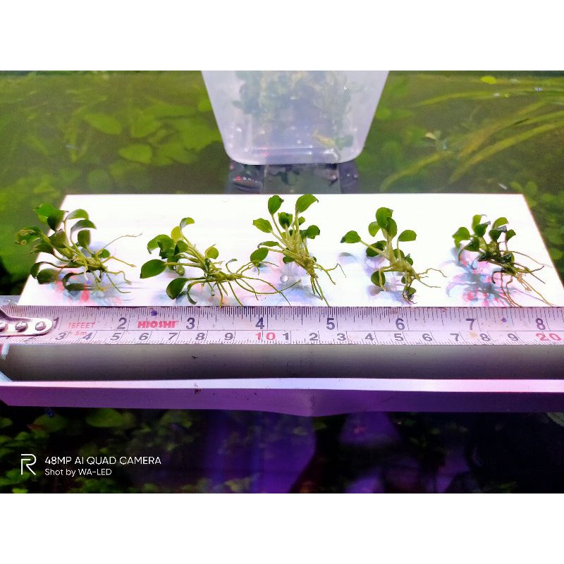 anubias Petit tropika