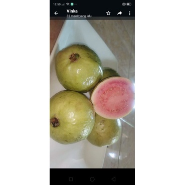 

Buah Jambu Biji Merah 500 gram