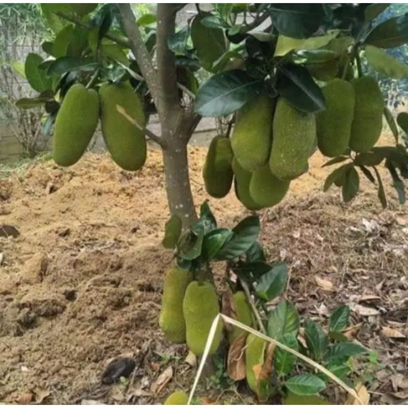 

Bibit Buah Nangka Mini, Okulasi, Siap Berbuah