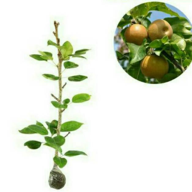 bibit buah pear pir coklat