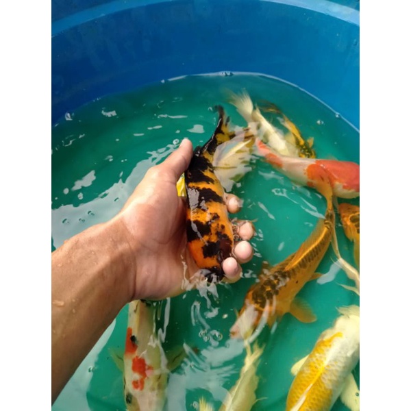 IKAN KOI BELITAR KOHAKU SANKE OGON