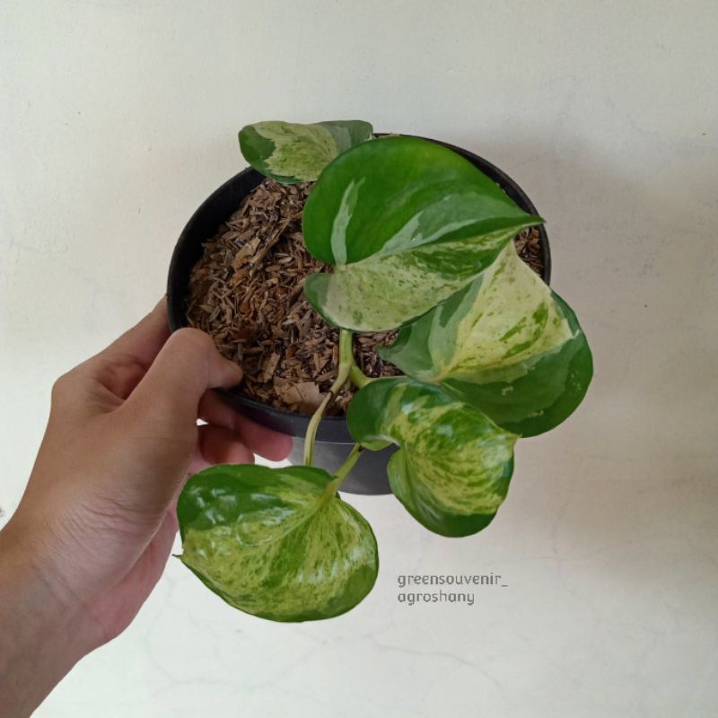 Manjula / Sirih manjula / Sirih keong