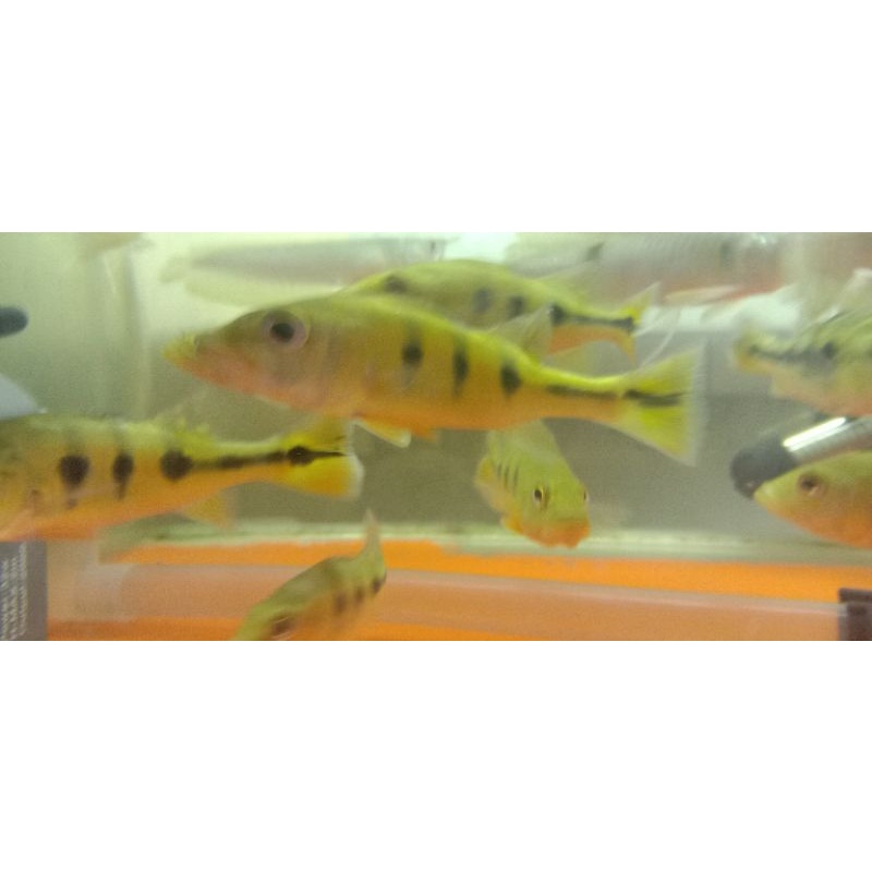 Ikan Peacock Bass Monoculus ukuran +-9 cm