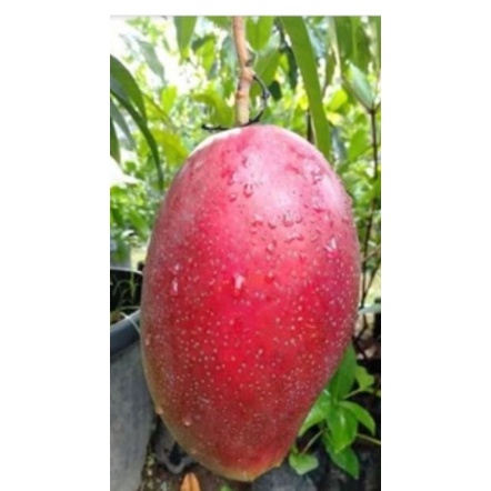 bibit mangga Yuwen