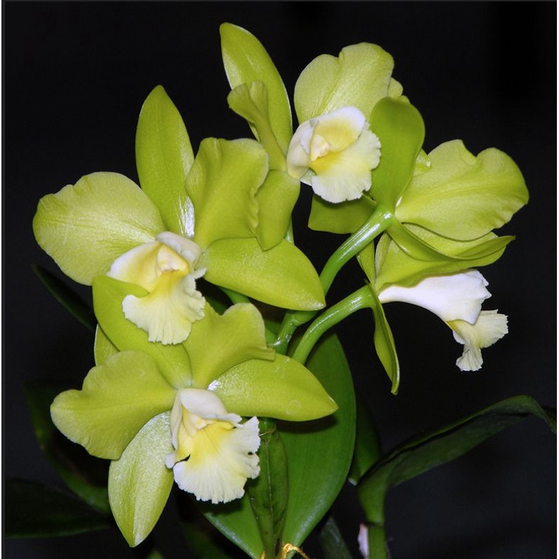 Anggrek Cattleya Knop