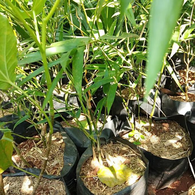 *_* pohon bambu nagin/bambu cina bibit tanaman pohon bambu nagin cr34tf