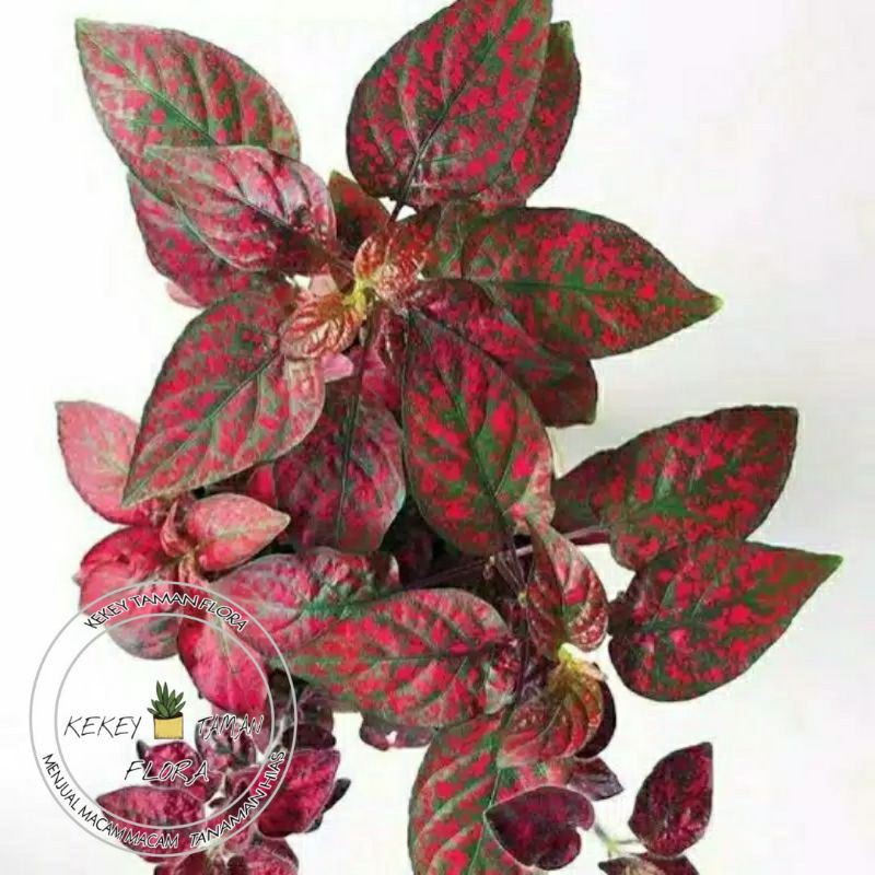 Tanaman Hias Hypoestes Merah-Hypoestes Daun Merah