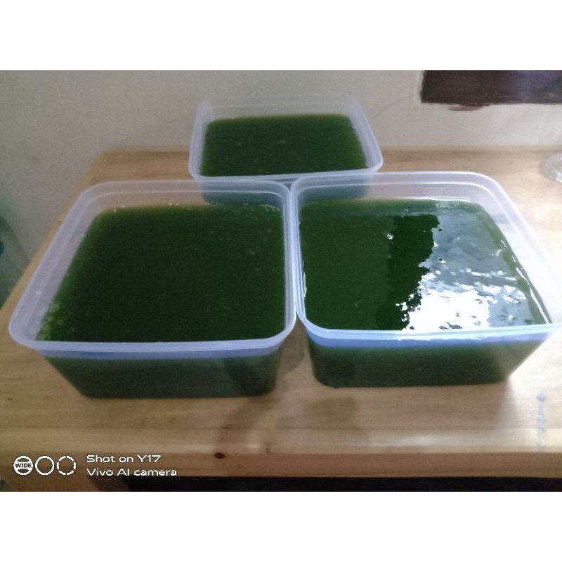 

cincau hijau segar percup