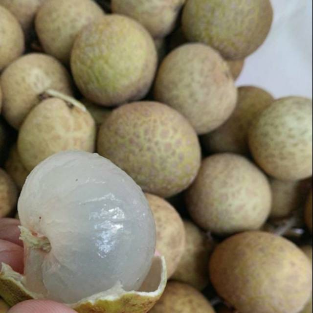 

Kelengkeng bangkok super (gold)