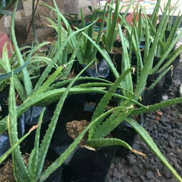Tanaman lidah buaya ukuran besar - lidah buaya