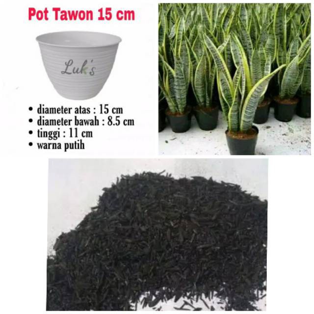 Paket pot tawon sensivera dan skam bakar