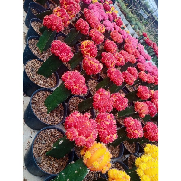 Kaktus Grafting Gymno Import Moon