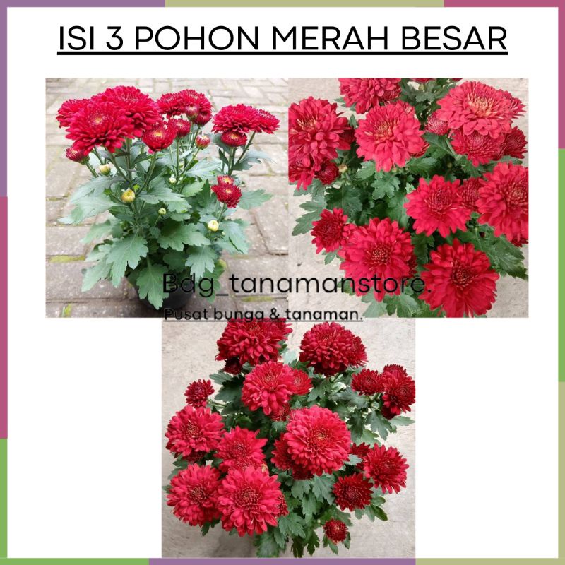 ISI 3 POHON TANAMAN BUNGA KRISAN SERUNI ASTER MERAH BESAR KUALITAS SUPER