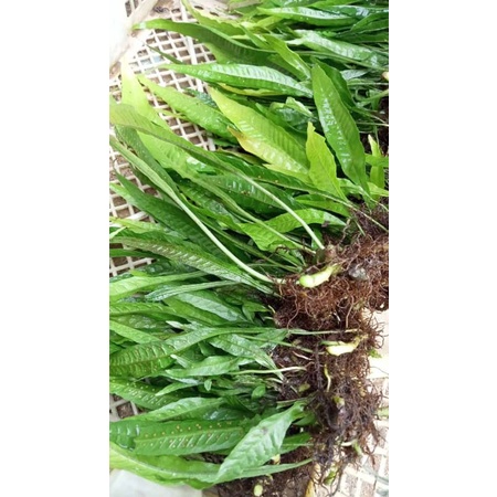 java fern medium tanaman aquascape