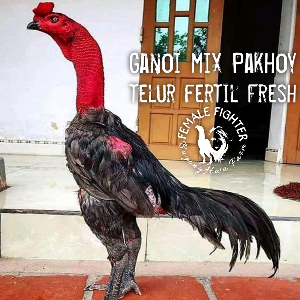 ayam bangkok aduan telur fertil fresh ganoi mix pakhoy