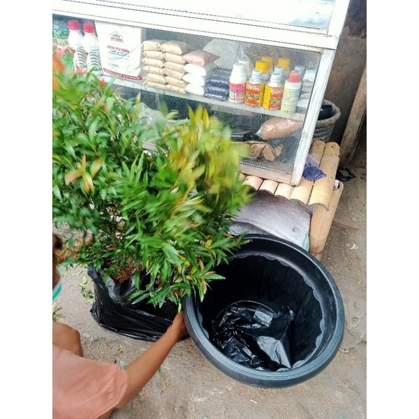 PESANAN PUCUK MERAH 70CM+POT