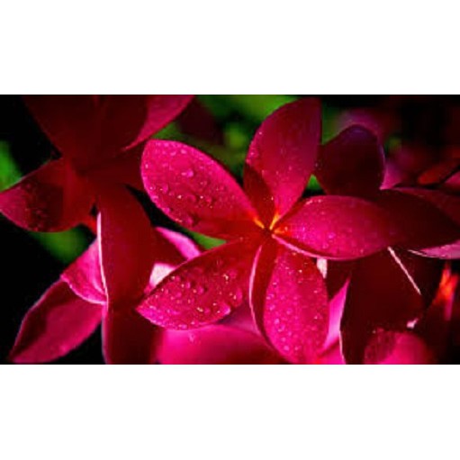 Tanaman Red Plumeria Bali / Kamboja Bali Merah