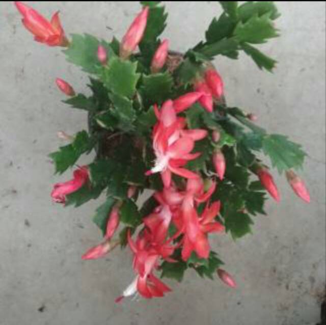 Tanaman hias murah wijaya kusuma kepiting mini bunga merah
