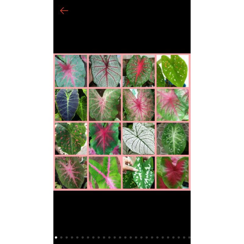 TANAMAN HIAS KELADI BERBAGAI JENIS MURAH