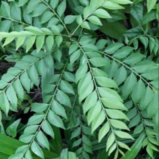 

Daun Kari Organik/ Salam Koja/ Curry Leaves