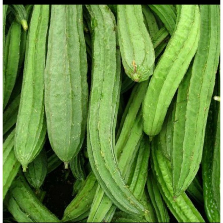 

Oyong/Gambas Segar Per Batang