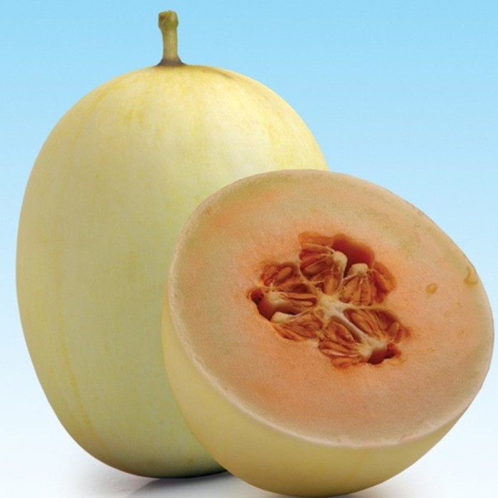 4 BIJI Benih melon Sunrise Meta F1 Melon merah bibit tanaman buah