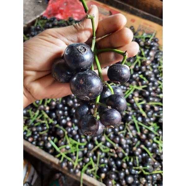 

buah gowok buah kupa /1 kg