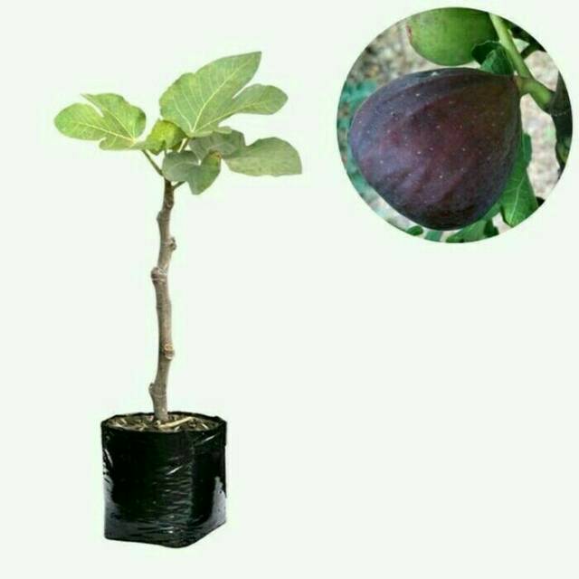 

Bibit tin black genoa