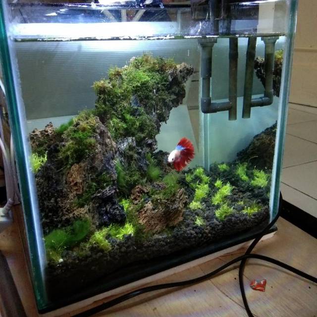 Aquarium Mini Soliter Ikan Cupang Ikan Hias Kecil 30x25x30 Shopee Indonesia