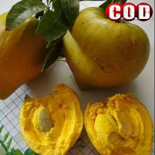 BIBIT YELLOW SAPOTE / SAWO MENTEGA
