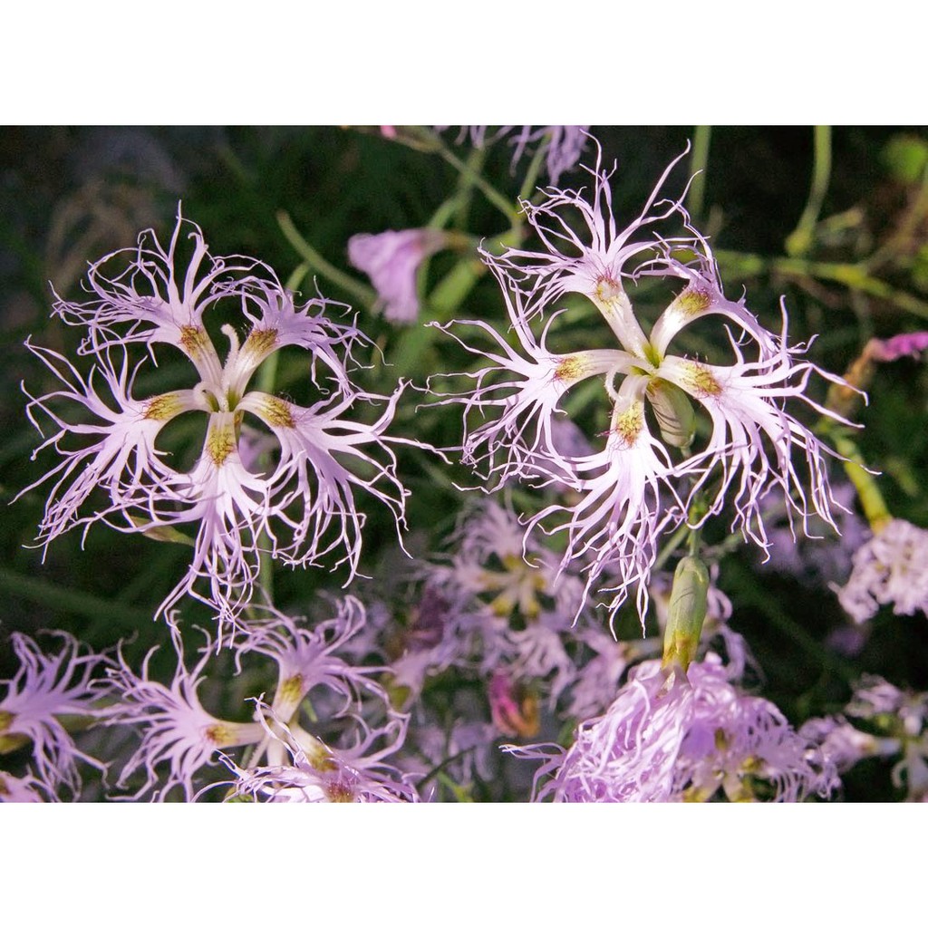 Benih-Bibit Bunga Dianthus Fringed Pinks (Haira Seed)