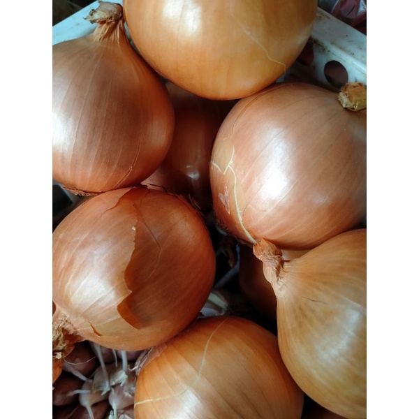 

Bawang Bombay 500 gram