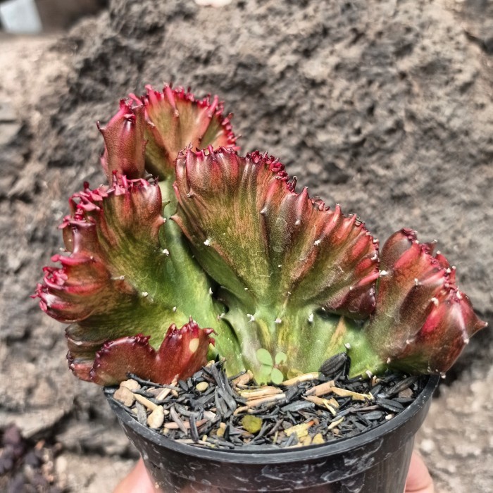 euphorbia lactea red cristata KAKTUS SUKULEN TANAMAN HIAS