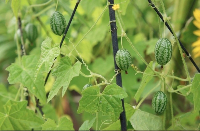 Bibit-Biji Cucamelon Mexican Gherkin (Haira Seed)