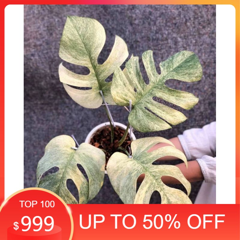 Bibit Bonggol monstera mint