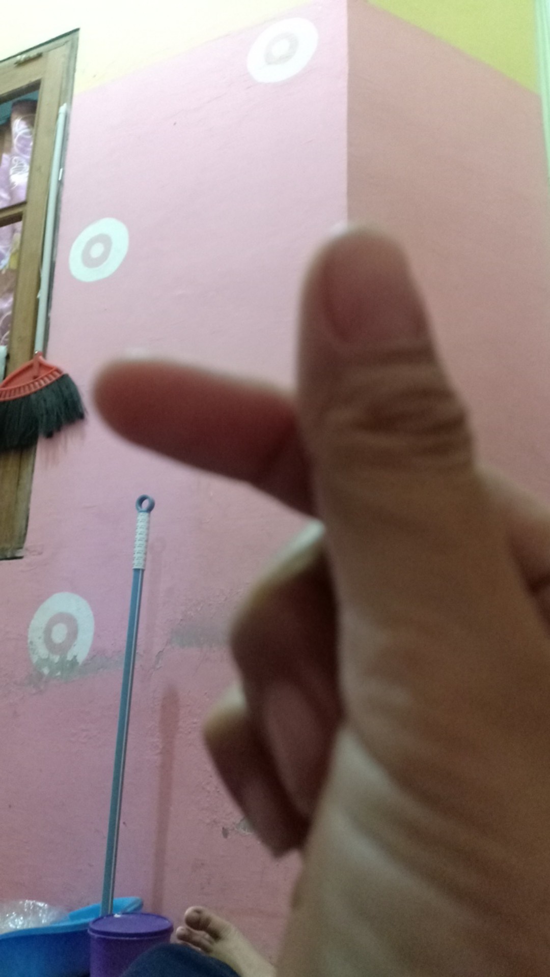 Aglonema Murah Warna Pink