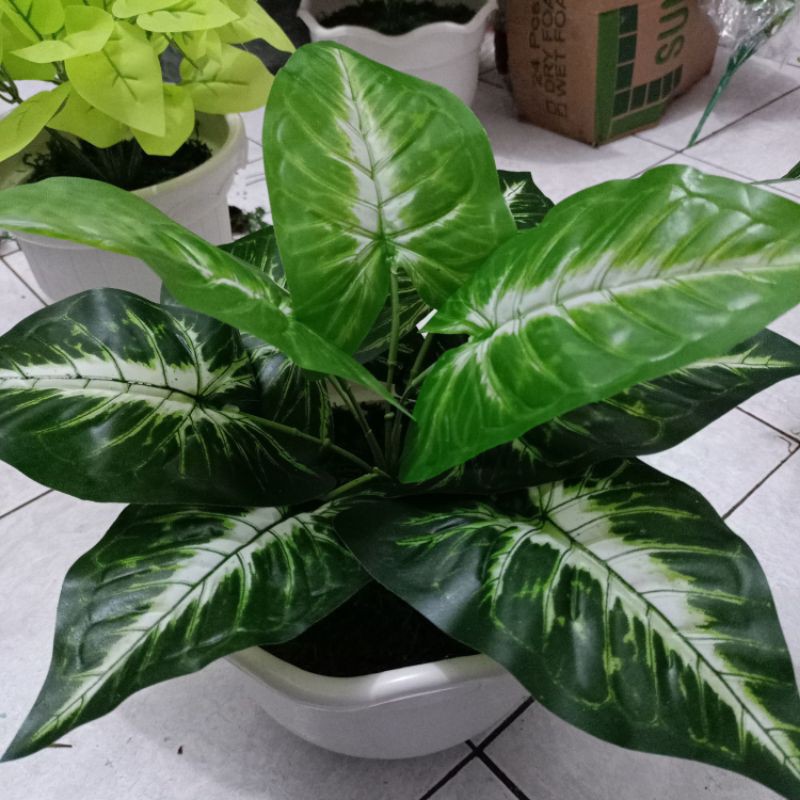 Tanaman Hias keladi semi latex tanaman palsu pot plastik